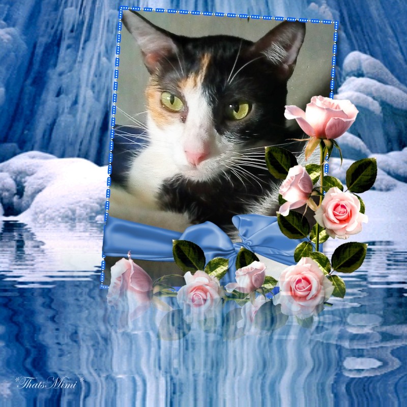 Dorcas of the Zeph317 family