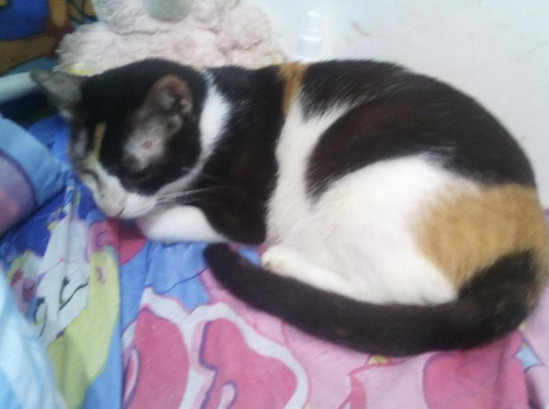 Dorcas of the Zeph317 family