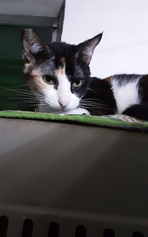 Dorcas of the Zeph317 family