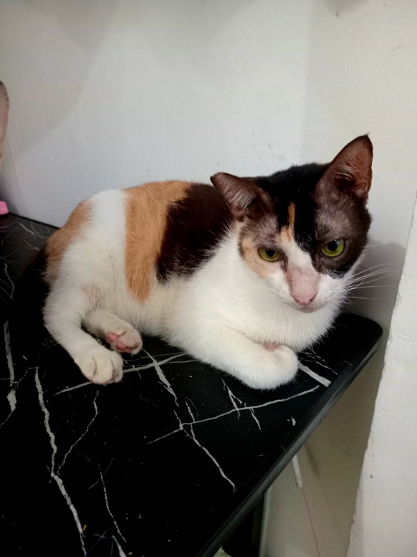 Dorcas of the Zeph317 family