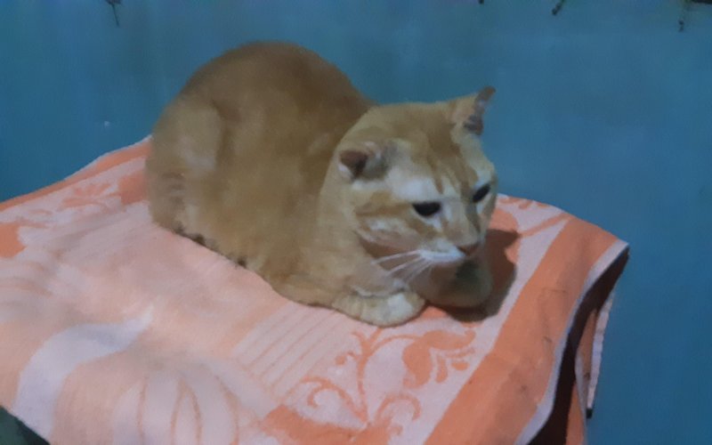 Morky of the Zeph317 family