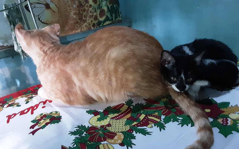 Morky of the Zeph317 family