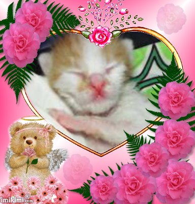 Janry of the Zeph317 family