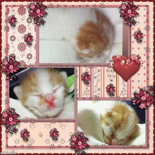 Janry of the Zeph317 family