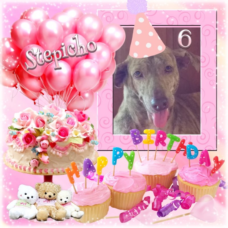 Stepicho of the animallover family