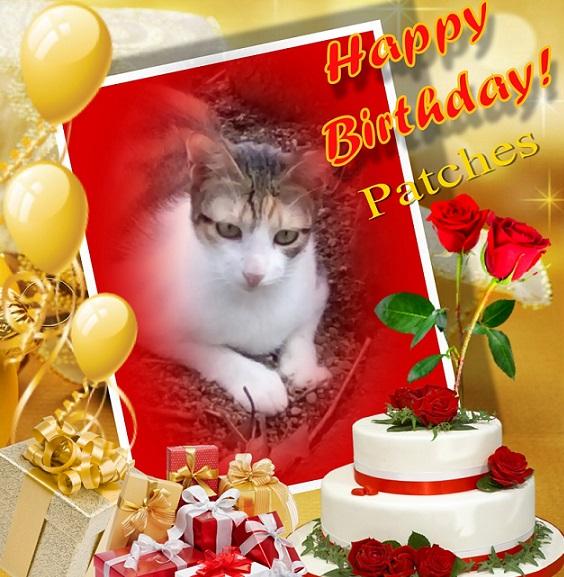 Patches of the animallover family