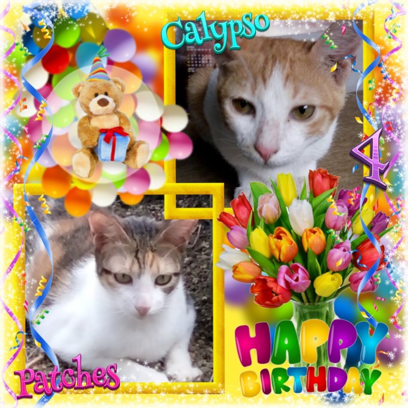 Patches of the animallover family