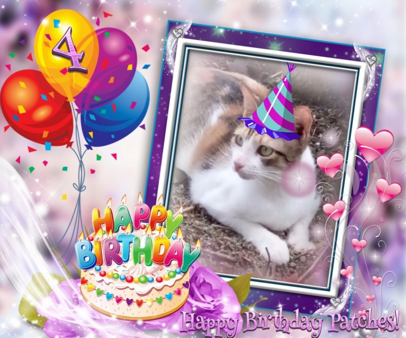 Patches of the animallover family