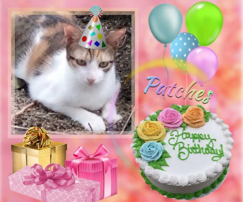 Patches of the animallover family