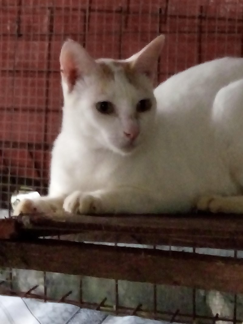 Throw2 of the animallover family