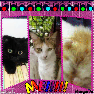 Pingkit of the animallover family