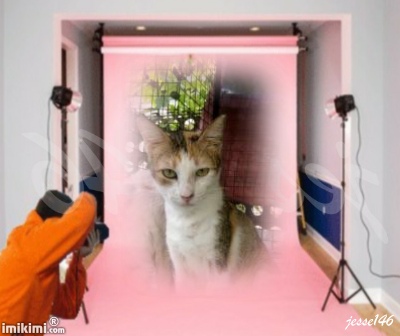 Pingkit of the animallover family