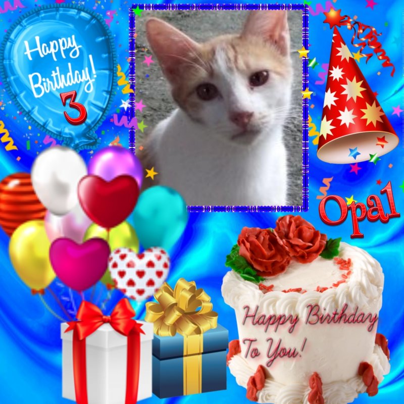 Opal of the animallover family