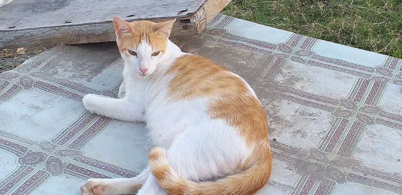 Goldie of the animallover family