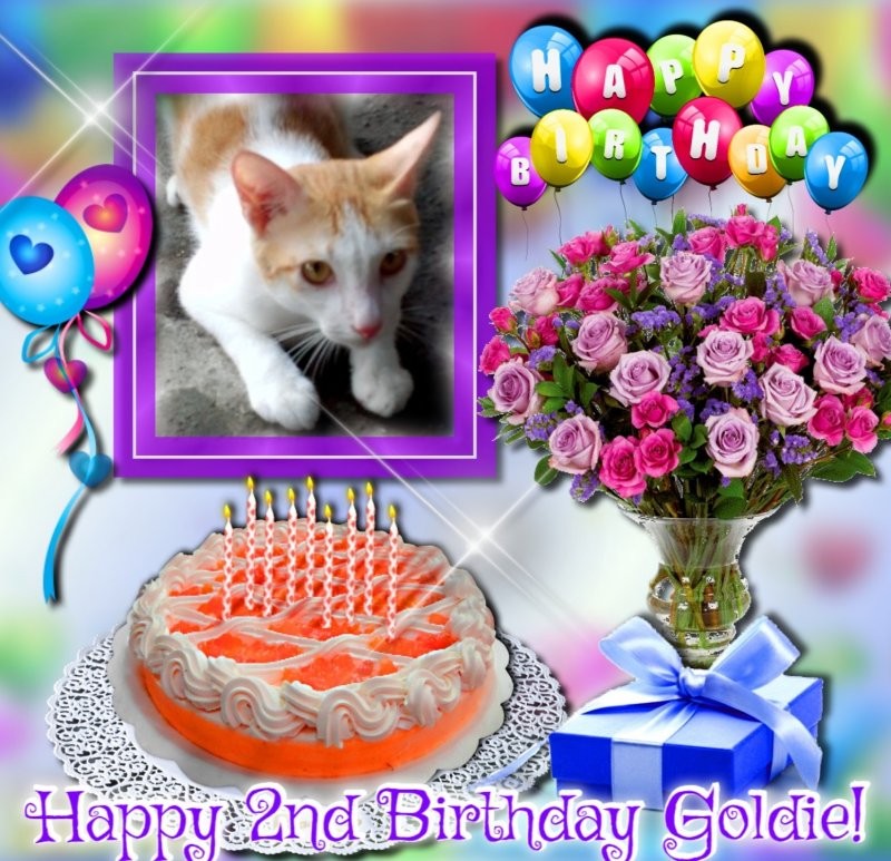 Goldie of the animallover family