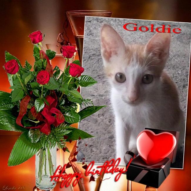 Goldie of the animallover family