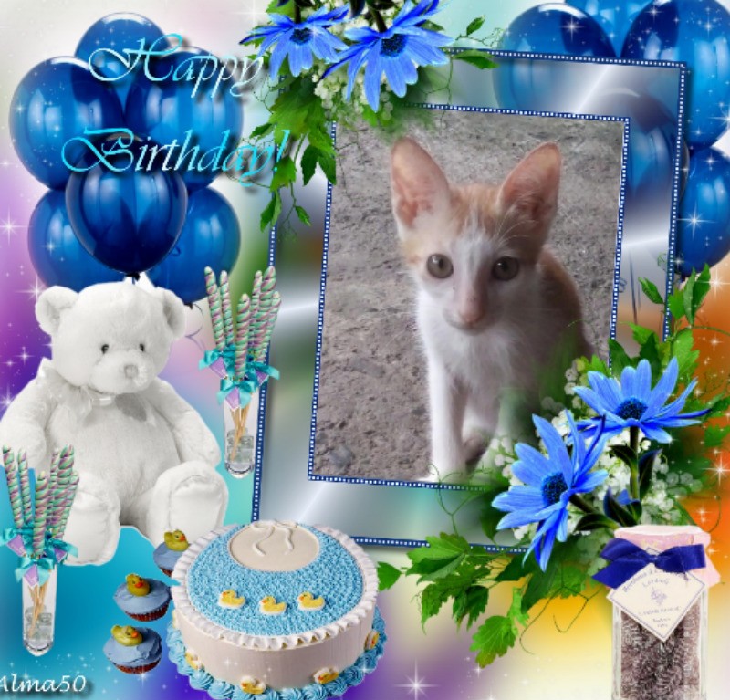 Goldie of the animallover family