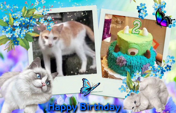 Goldie of the animallover family