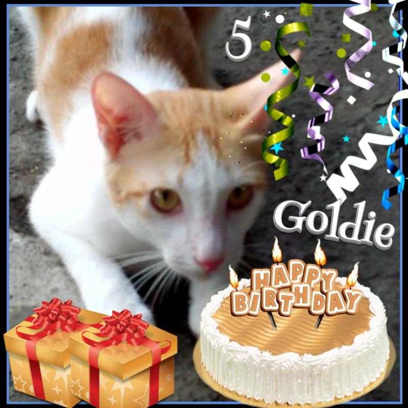 Goldie of the animallover family