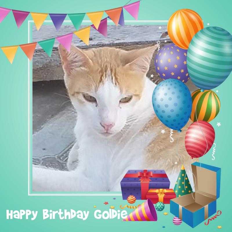 Goldie of the animallover family