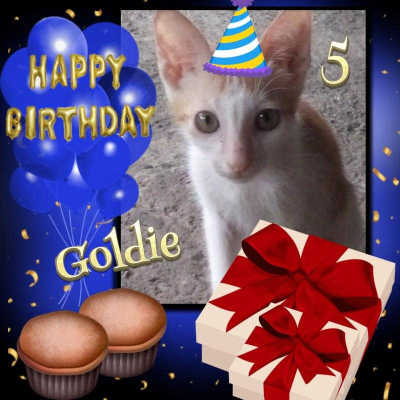 Goldie of the animallover family