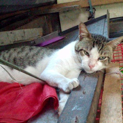 Monty of the animallover family