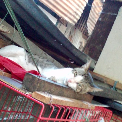 Monty of the animallover family