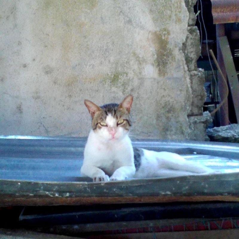 Monty of the animallover family