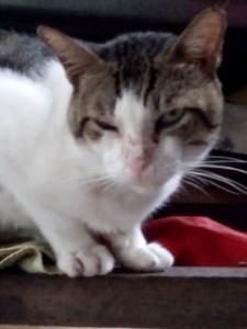 Monty of the animallover family