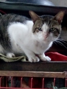 Monty of the animallover family