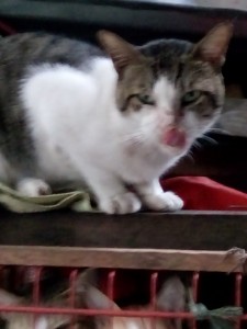 Monty of the animallover family