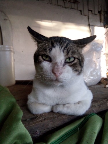 Monty of the animallover family