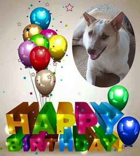 Pachie of the animallover family