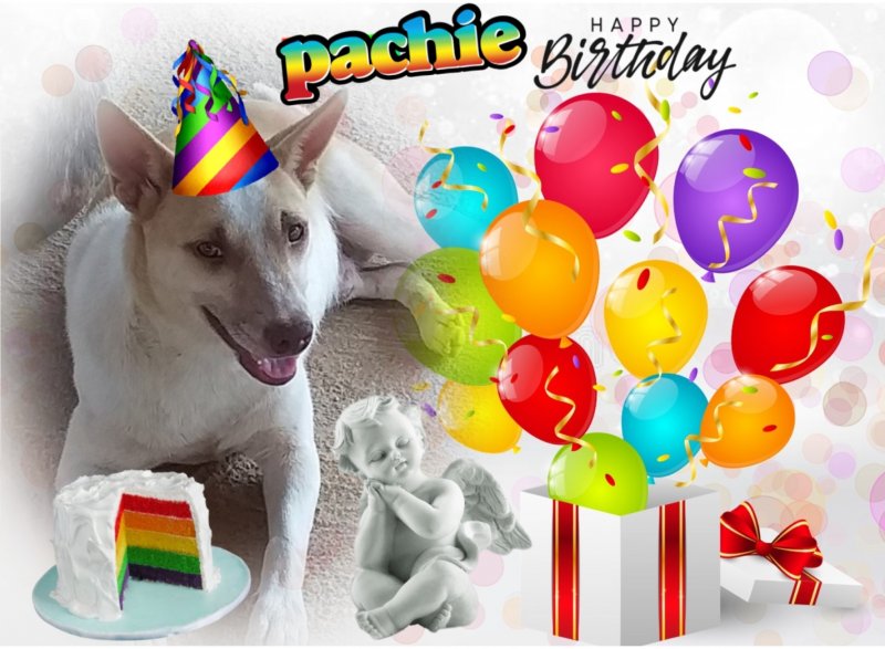 Pachie of the animallover family