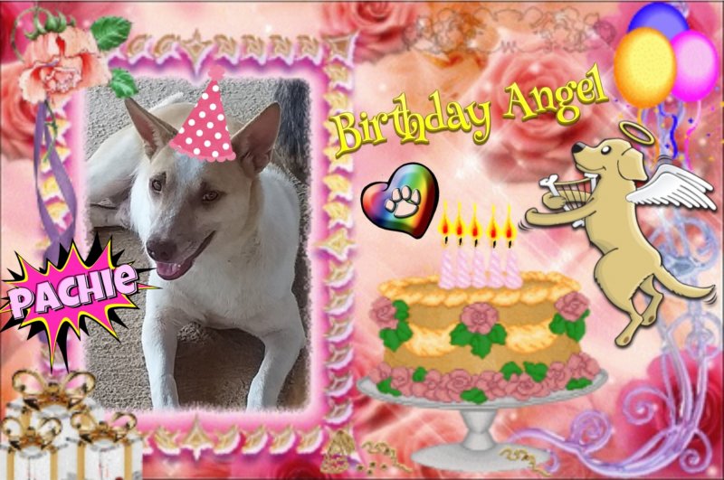 Pachie of the animallover family