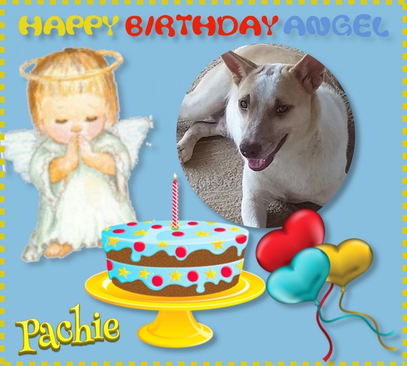 Pachie of the animallover family