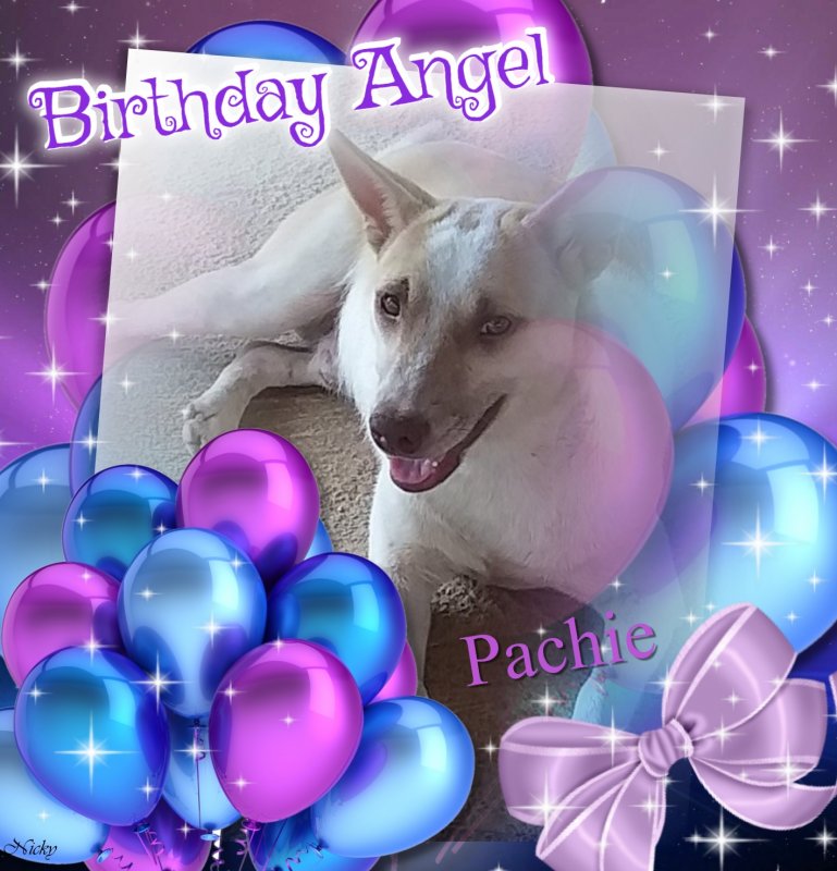 Pachie of the animallover family