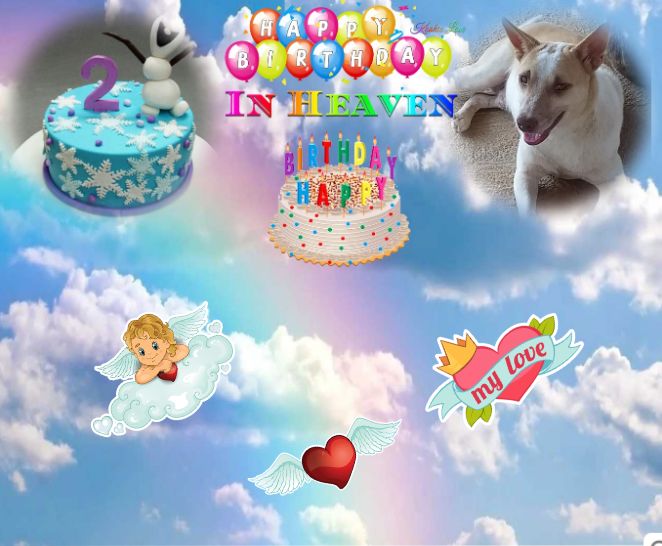 Pachie of the animallover family