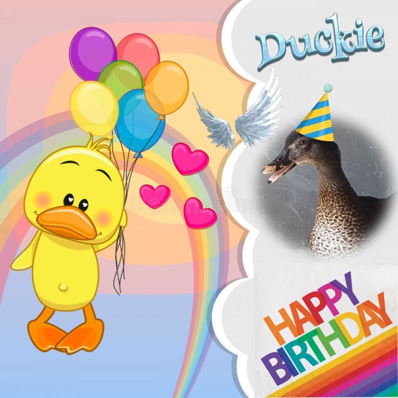 Duckie of the animallover family
