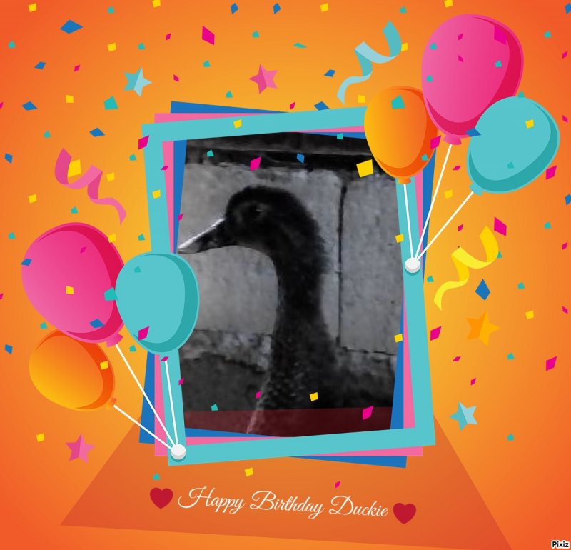 Duckie of the animallover family