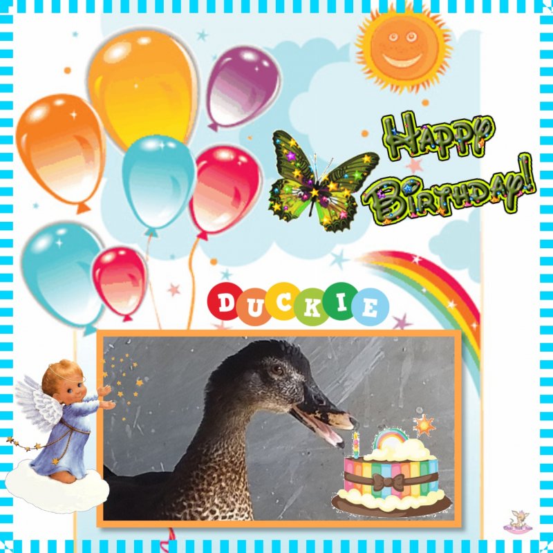 Duckie of the animallover family