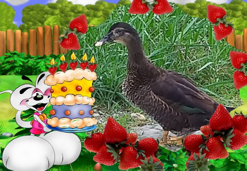 Duckie of the animallover family