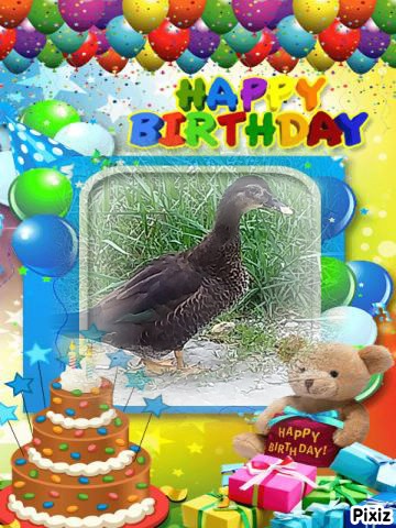 Duckie of the animallover family