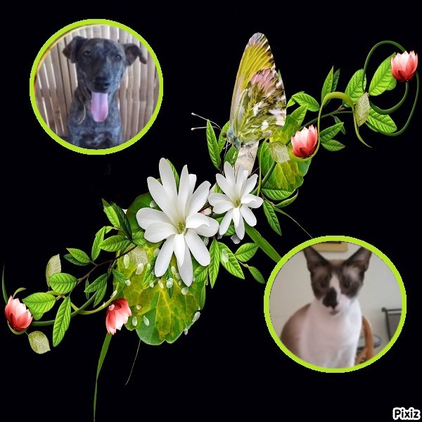 Isabelle of the animallover family