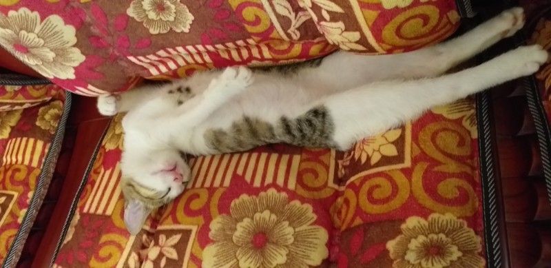 animallover uploaded   6 year/s ago