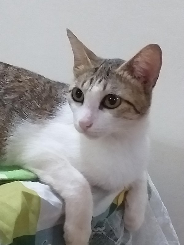 animallover uploaded   5 year/s ago