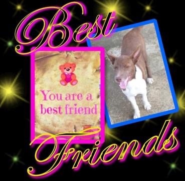 Red of the animallover family