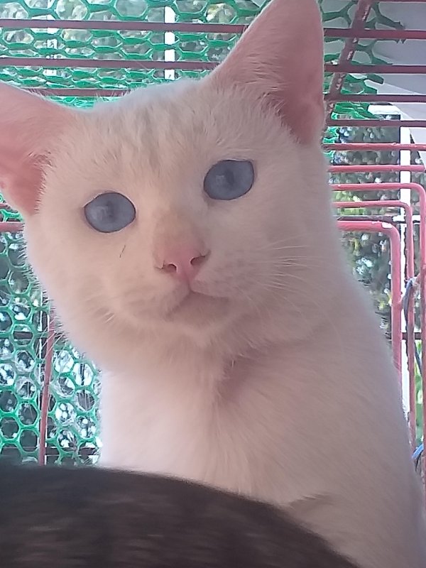 animallover uploaded   5 year/s ago