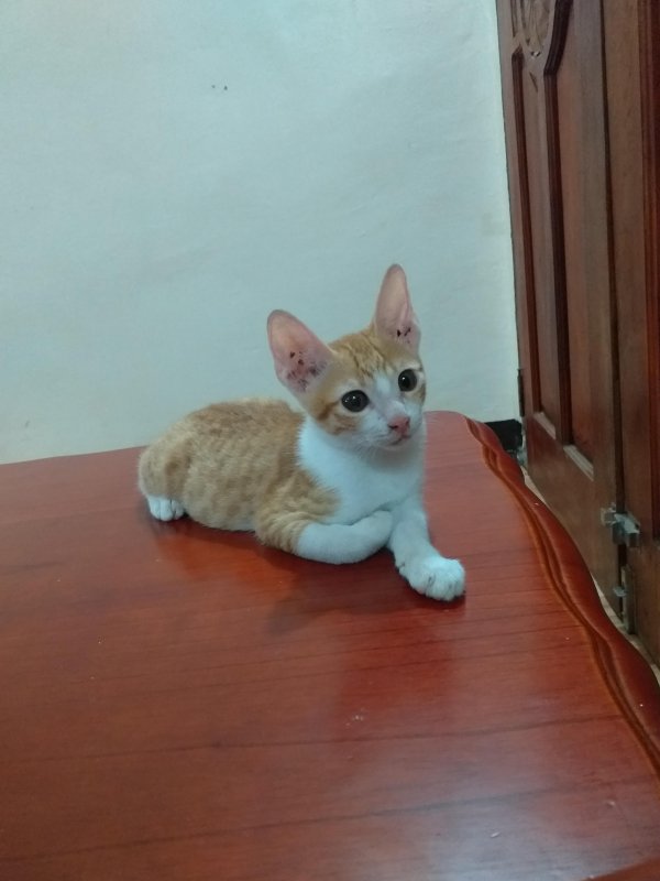 animallover uploaded   5 year/s ago