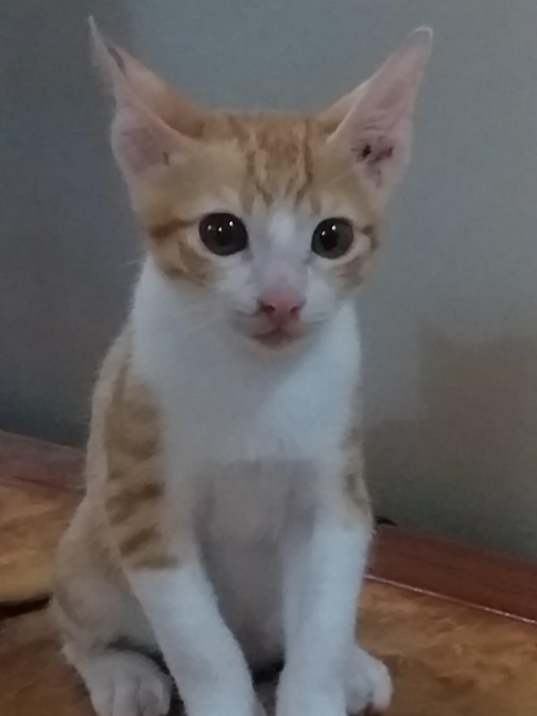 animallover uploaded   5 year/s ago